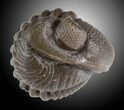 Wide Enrolled Eldredgeops Trilobite - Silica Shale #31788-2